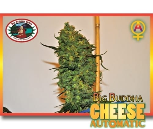 Cheese Automatic by Big Buddha Seeds – Cheese – Auto-Flowering – Suited for indoor growing – image 10 – Seed City