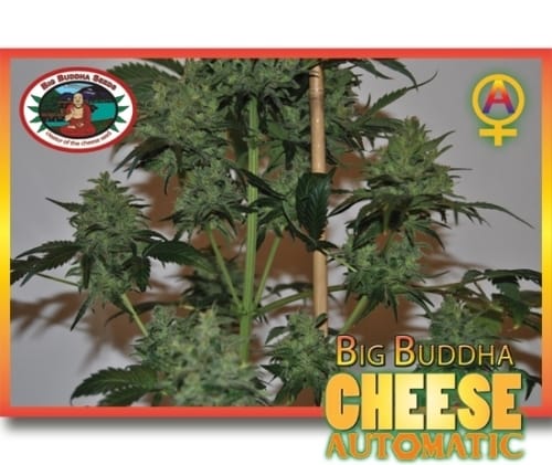 Cheese Automatic by Big Buddha Seeds – Cheese – Auto-Flowering – Suited for indoor growing – image 9 – Seed City