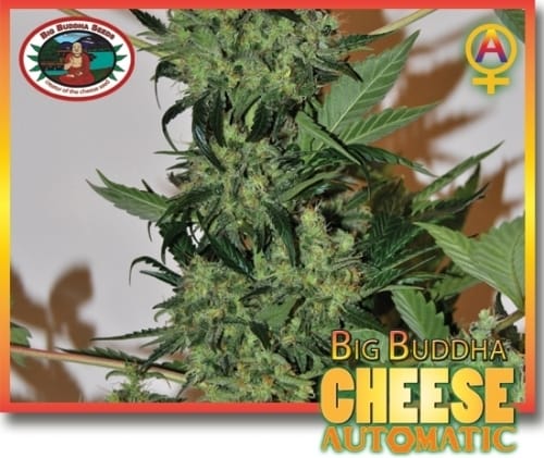Cheese Automatic cannabis seeds – Auto-Flowering – Cheese – Suited for indoor growing – image 7 from Seed City