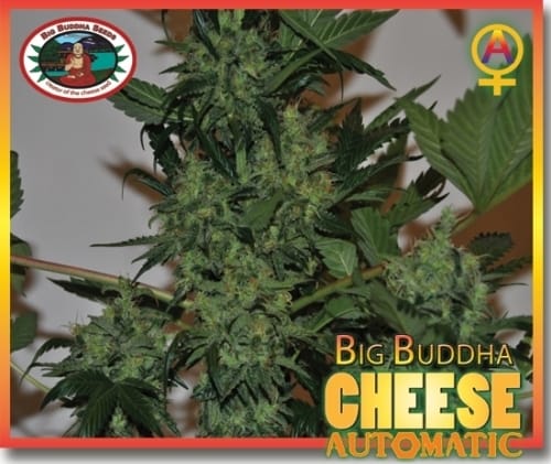 Cheese Automatic by Big Buddha Seeds – Auto-Flowering – Cheese – Guaranteed female plants – image 6 – Seed City