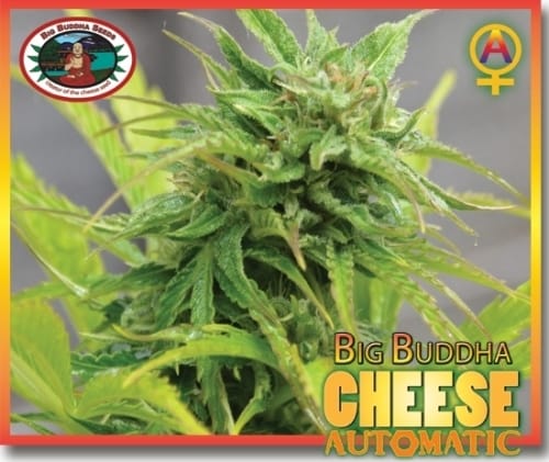 Cheese Automatic cannabis seeds – Guaranteed female plants – Cheese – Suited for indoor growing – image 5 from Seed City