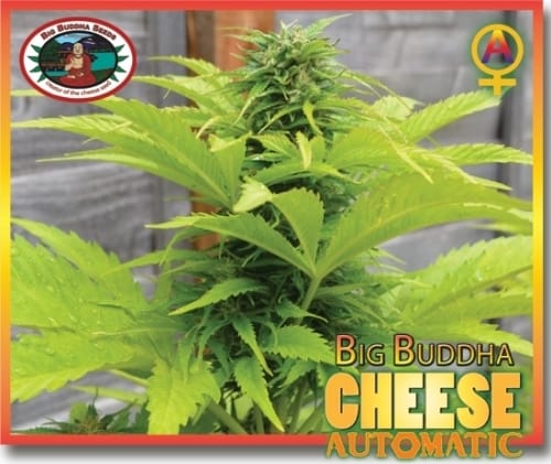 Cheese Automatic by Big Buddha Seeds – Cheese – Guaranteed female plants – Auto-Flowering – image 4 – Seed City