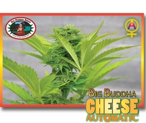 Cheese Automatic cannabis – image 3 – Seed City