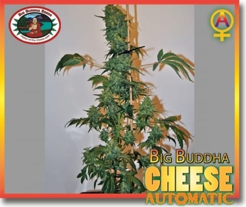 Cheese Automatic by Big Buddha Seeds – Auto-Flowering – Cheese – Suited for indoor growing – image 2 – Seed City