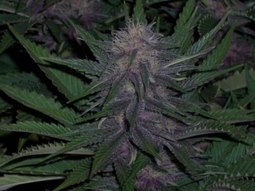 BC Blueberry by BC Bud Depot – Middle of September – Regular – Super Strength – image 2 – Seed City