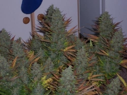 Indica Dominant – Middle of September – Super Strength – BC Blueberry strain – image 3 – from BC Bud Depot via Seed City