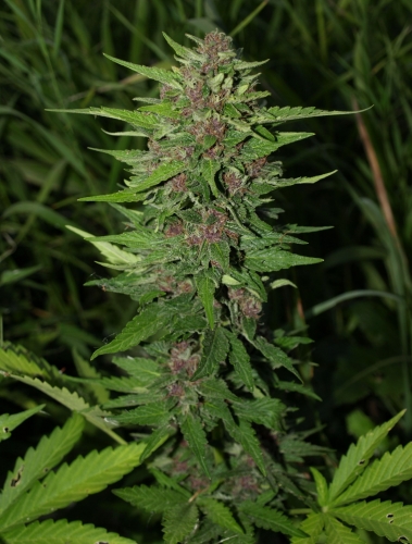 Outdoor – Sweet – Female seeds – BC Blueberry Auto strain – image 3 – from Next Generation Seeds via Seed City