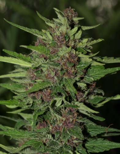Image 4 of BC Blueberry Auto cannabis by Next Generation Seeds – Auto-Flowering – Mostly Indica – Sweet – Seed City