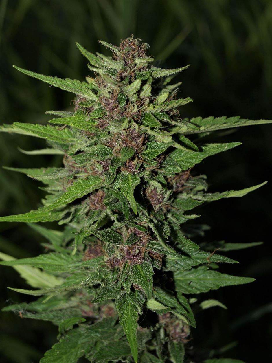 BC Blueberry Auto by Next Generation Seeds – Auto-Flowering – Sweet – Outdoor – image 1 – Seed City