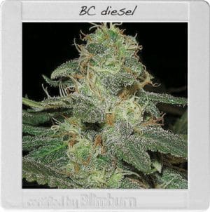 BC Diesel
