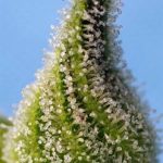 Euphoric – Short (up to 80cm) – Sativa-leaning – Bruce Banner Auto strain – image 2 – from Sweet Seeds via Seed City