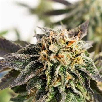 Banana Dance by Freedom of Seeds – Excellent harvest potential – Outdoor – Mostly Sativa – image 2 – Seed City