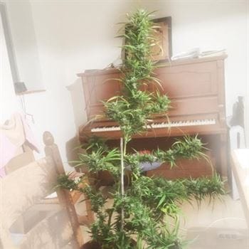 Image 3 of Banana Dance cannabis by Freedom of Seeds – Resistant to Mould – Female seeds – Outdoor – Seed City