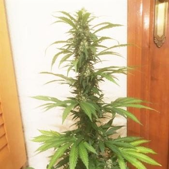 Motivational – Resistant to Mould – High CBD – Banana Dance strain – image 4 – from Freedom of Seeds via Seed City