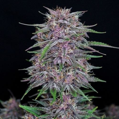 showing Mostly Indica – Auto-Flowering – General Pain – image 1 – Seed City