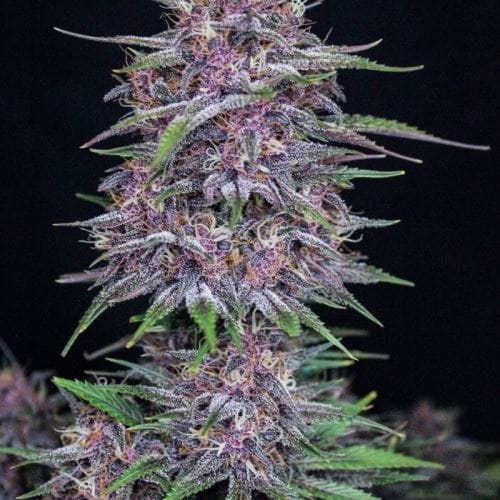 Banana Purple Punch Auto by FastBuds – Fruity – Mostly Indica – Guaranteed female plants – image 2 – Seed City
