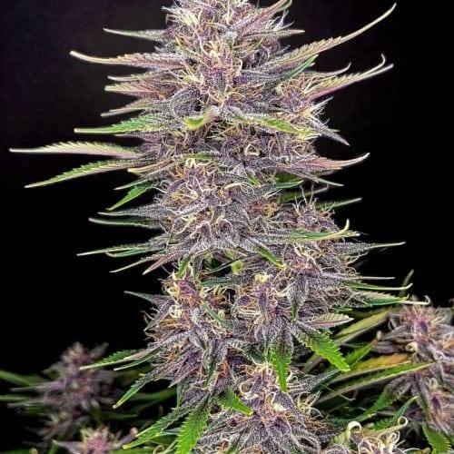 showing General Pain – Fruity – Guaranteed female plants – image 3 – Seed City