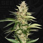 Banana Candy Krush from TH Seeds