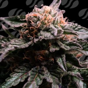 Banana Fumes cannabis seeds – Beginning of October – 50% Indica/50% Sativa – Tall (140cm plus) – image 1 from Seed City