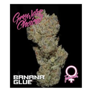 Banana Glue by Growers Choice – 12/12 Photoperiod – Female seeds – Strawberry – image 1 – Seed City