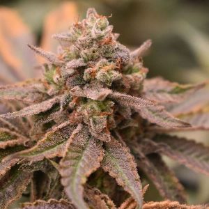 Banana Jungle cannabis seeds – Indoor – Earthy – Cerebral – image 1 from Seed City