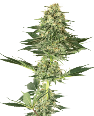 Banana Kush by White Label Seeds – High Yielding – Indoor-friendly – Social – image 1 – Seed City