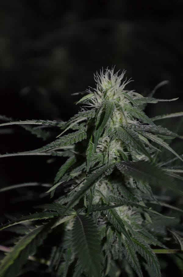 Banana Mass cannabis seeds – Relaxing – Female seeds – Super Strength – image 1 from Seed City