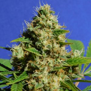 Banana Sherbet by Original Sensible Seeds – Super Strength – Mostly Indica – Sweet – image 1 – Seed City