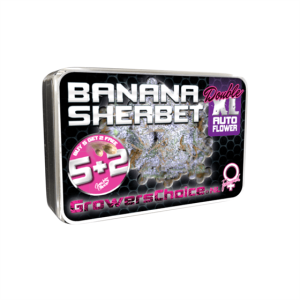Sweet – Super Strength – Feminized – Banana Sherbet Double XL Auto strain – image 1 – from Growers Choice via Seed City