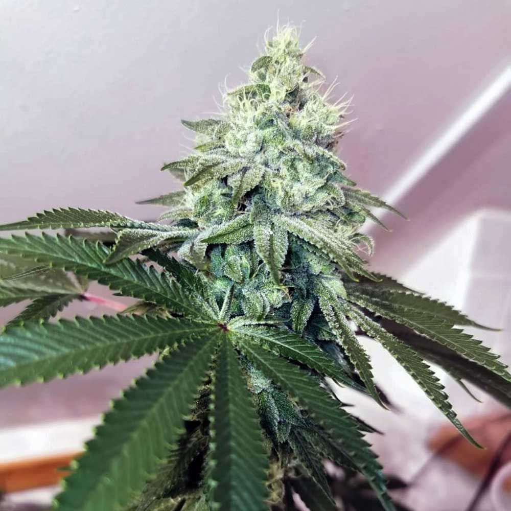 Banger Glue cannabis seeds – 50% Indica/50% Sativa – 12/12 Photoperiod – Female seeds – image 1 from Seed City