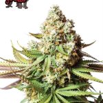 Bear Gorilla cannabis seeds – Suited for indoor growing – Relaxing – Guaranteed female plants – image 1 from Seed City