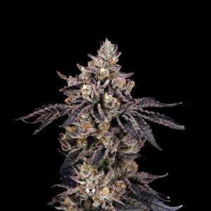 Ben Cherry cannabis seeds – Indoor-friendly – Citrus – 50% Indica/50% Sativa – image 1 from Seed City