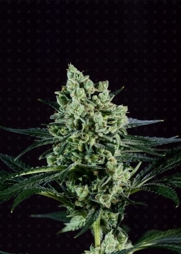 showing Super Strength – Euphoric – Good for outdoor grow – image 1 – Seed City