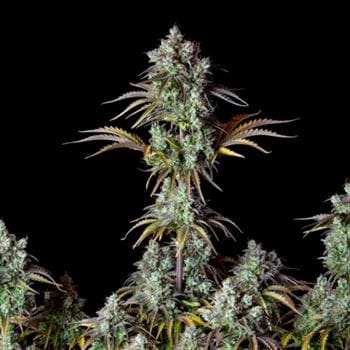 showing Mostly Indica – Female seeds – Super Strength – image 2 – Seed City