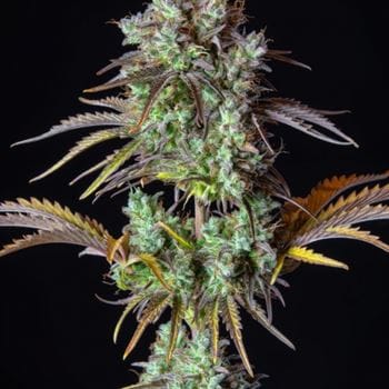 Original Big Bud Auto cannabis seeds – Female seeds – Mostly Indica – Auto-Flowering – image 3 from Seed City