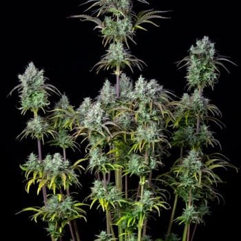 Image 4 of Original Big Bud Auto cannabis by FastBuds – Super Strength – Earthy – Female seeds – Seed City