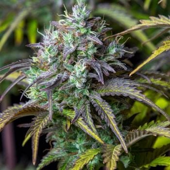 showing Mostly Indica – Auto-Flowering – Outdoor – image 5 – Seed City