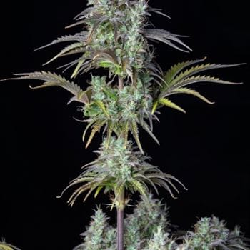Female seeds – Mostly Indica – Outdoor – Original Big Bud Auto strain – image 6 – from FastBuds via Seed City