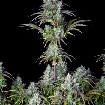 Original Big Bud Auto cannabis seeds – Auto-Flowering – Super Strength – Mostly Indica – image 7 from Seed City