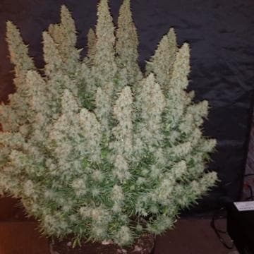 Image 2 of Big Yield Auto cannabis by Phoenix Cannabis Seeds – Good for outdoor grow – Lemon – Female seeds – Seed City