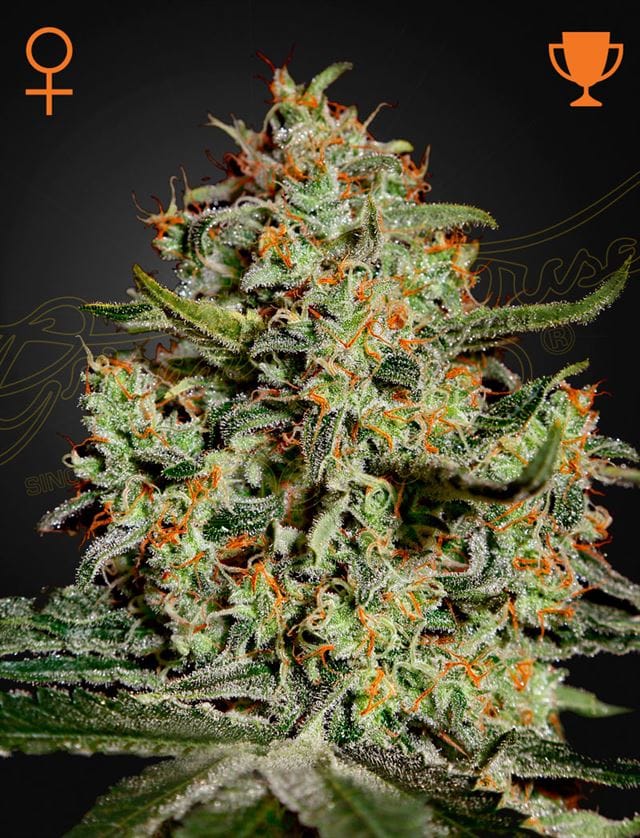 Big Bang by Green House Seeds – Relajante – Mayormente Indica – Excelente potencial de cosecha – imagen 1 – Seed City