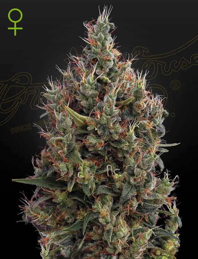 Big Bang Auto-flowering cannabis seeds – General Pain – Indoor-friendly – Indica Dominant – image 1 from Seed City