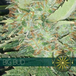 Big Bud by Vision Seeds – Guaranteed female plants – 12/12 Photoperiod – Greenhouse – image 1 – Seed City