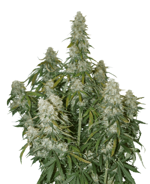 Big Bud Auto from Seed Stockers