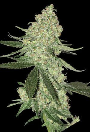 Big Stilton Auto