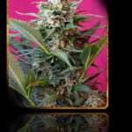 Image 1 of Big Devil XL Auto cannabis by Sweet Seeds – Tall (140cm plus) – Good for outdoor grow – Lemon – Seed City