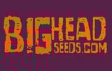 Big Head Seeds Logo
