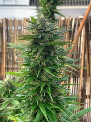 Big Yeti cannabis seeds – Sativa Dominant – Good for outdoor grow – 12/12 Photoperiod – image 1 from Seed City