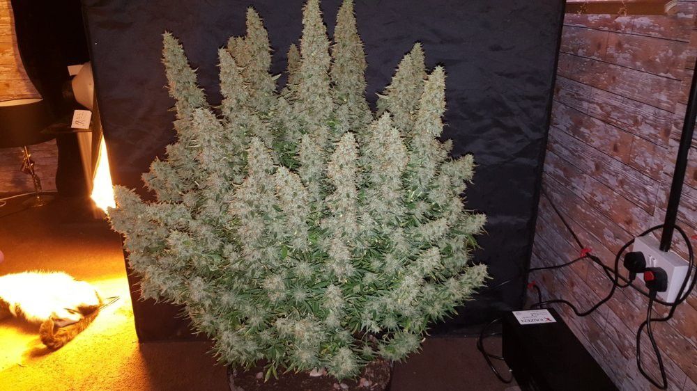 Big Yield Auto by Phoenix Cannabis Seeds – Auto-Flowering – Good for outdoor grow – Lemon – image 1 – Seed City