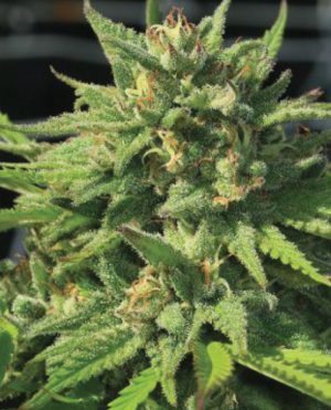 Bigfoot Glue cannabis seeds – Sour – Resistant to Mould – Guaranteed female plants – image 1 from Seed City